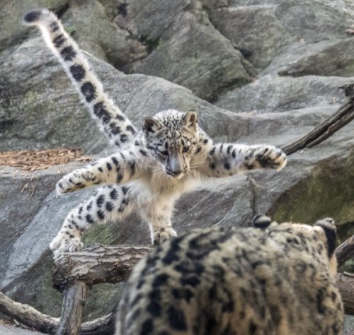 Attack of the Snow Leopard Cub!