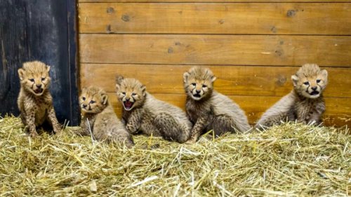 Cheetah Quintuplets Born at Prague Zoo