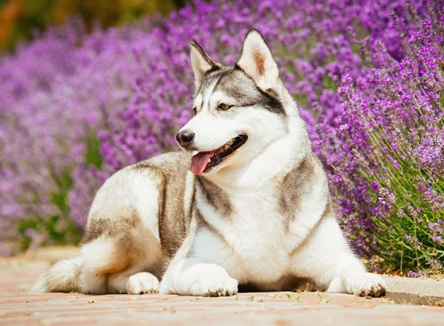 Aromatherapie für den Hund - Beruhigung bei Stress & Angst